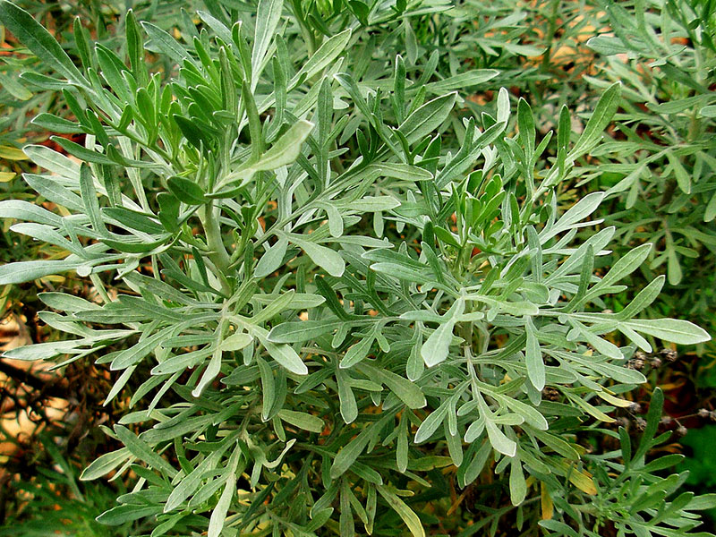 Absinth (Artemisia absinthium)
