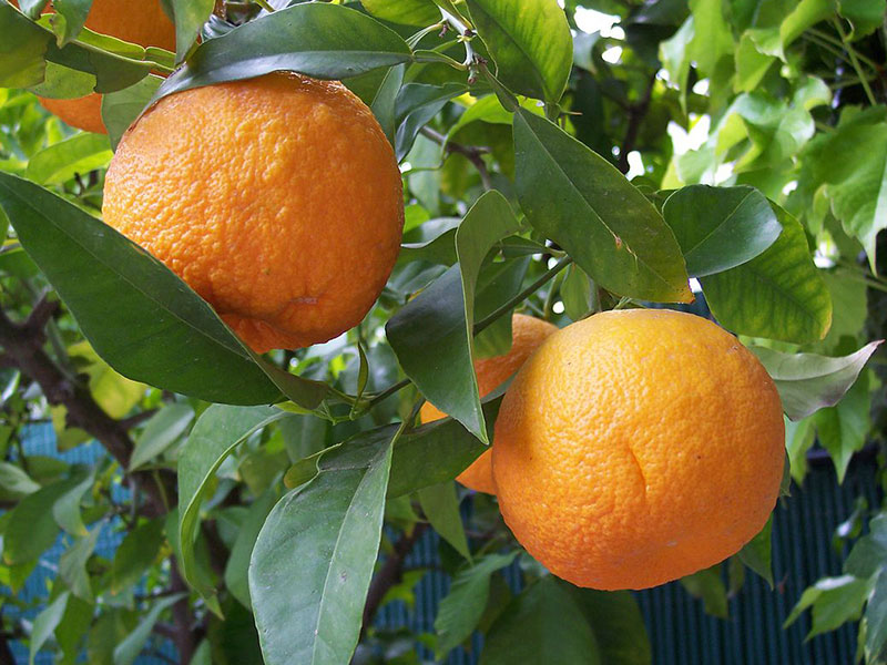 Citrus bigaradia flower