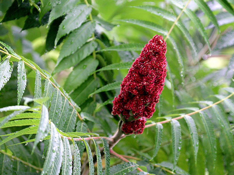 Curriers sumach (rhus coriaria)