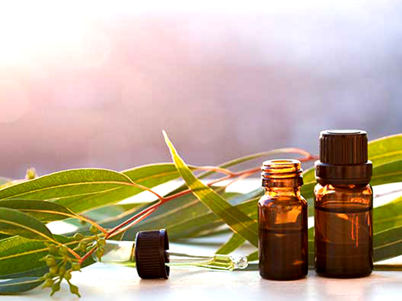 Eucalyptus Essential Oil