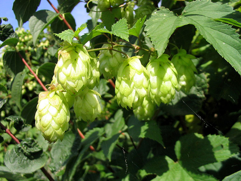 Hop (humulus lupulus)