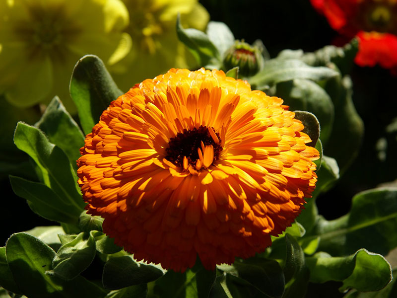 Mari gold (calendula officinalis)