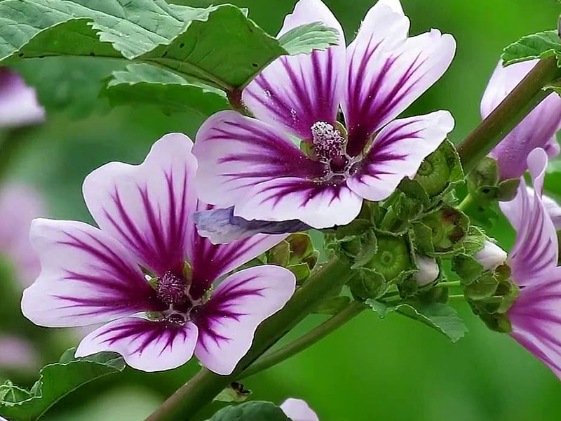 Marsh-mallow (malva sylvestris)