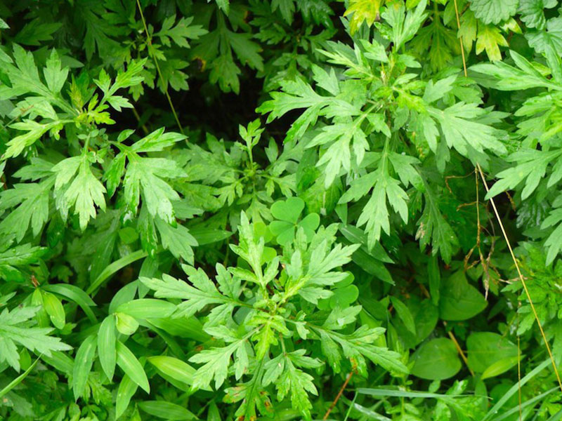 Mugwort