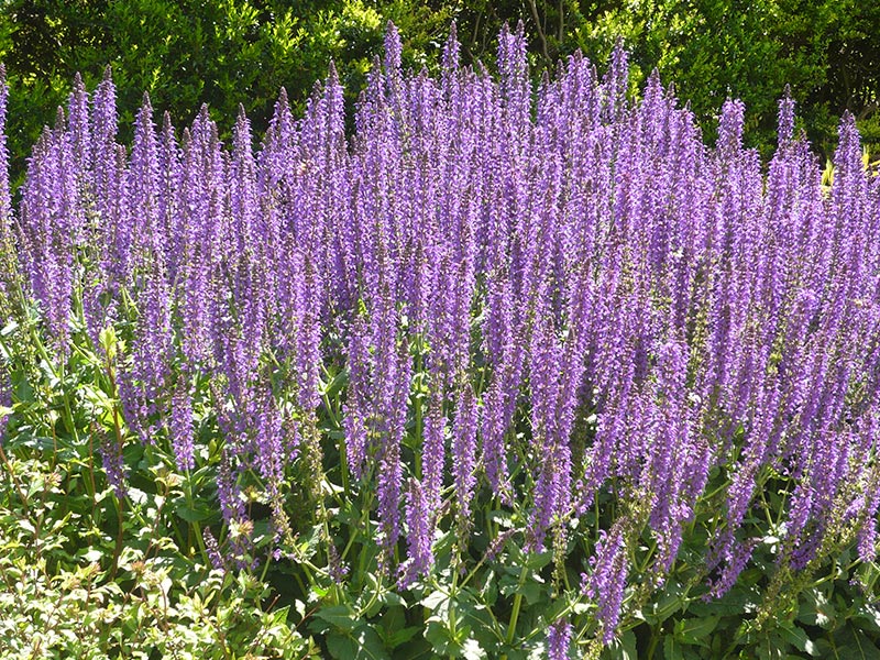 Salvia Essential oil