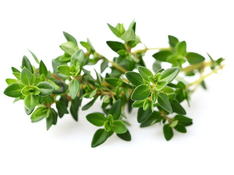 Thyme Essential oil